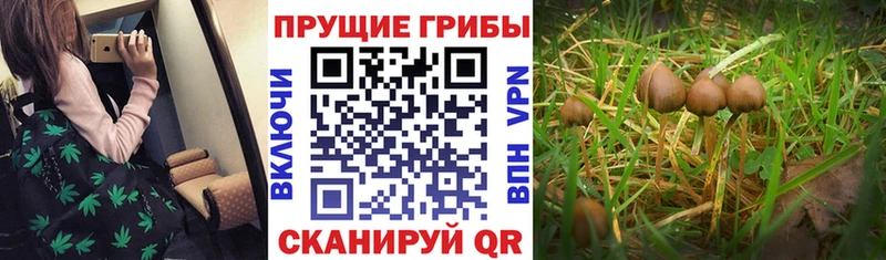 Псилоцибиновые грибы мицелий  Усть-Кут 